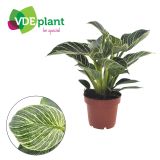 FILODENDRON WHITE WAVE L12 CM