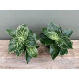 FILODENDRON WHITE WAVE L12 CM