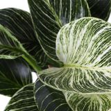 FILODENDRON WHITE WAVE L12 CM