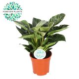 FILODENDRON WHITE WAVE L12 CM