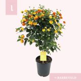 MEDITERANSKE RASTLINE LANTANA CAMMARA L19 NA STEBLU