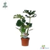 MONSTERA L14 CM