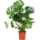 MONSTERA L19