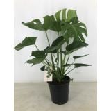 MONSTERA L22