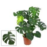 MONSTERA L24