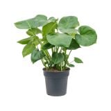 MONSTERA L27