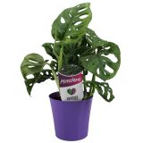 MONSTERA MONKEY V OKRASNEM LONCUL12