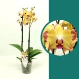 ORHIDEJA FALENOPSIS PREMIUM XL 2ST L12