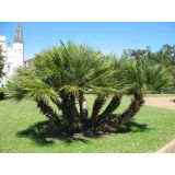 PALMA PALMA CHAMAEROPS HUMILIS