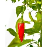 PAMETNA SEMENA TREGREN HABANERO ZA PAMETNI VRTIČEK