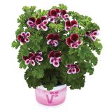 PELARGONIJA VOLMARY GRANDEUR ODORATA MIX L12