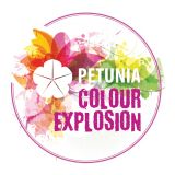 PETUNIJA VOLMARY COLOURS EXPLOSION MIX L12