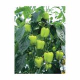 PLODOVKE VOLMARY PAPRIKA BELUGA L11 LIGHT GREEN CAPSICUM AN.