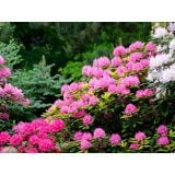 RODODENDRON RODODENDRON MIX C2 L