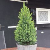 SMREKA GLAUCA PERFECTA L19 CM