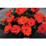 SONČNA VODENKA VOLMARY IMPATIENS X HYBRIDA SUNPATIENS L12