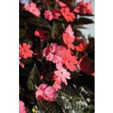 SONČNA VODENKA VOLMARY IMPATIENS X HYBRIDA SUNPATIENS L12