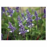 STRUKTURNA CVETOČA RASTL. VOLMARY SALVIA FARINACEA FARINA L12