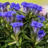 TRAJNICA GENTIANA BLUE L12 CM