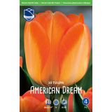 TULIPANI AMERCAN DREAM