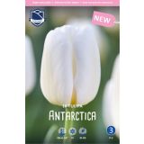 TULIPANI ANTARCTICA