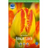 TULIPANI BANJA LUKA