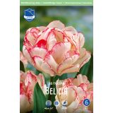 TULIPANI BELICIA