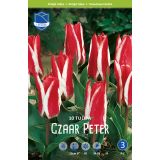 TULIPANI CZAAR PETER