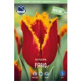 TULIPANI FABIO