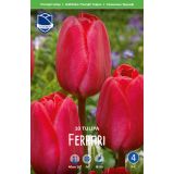 TULIPANI FERRARI