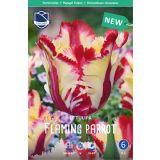 TULIPANI FLAMING PARROT