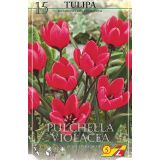 TULIPANI LITTLE BEAUTY