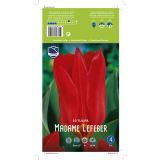 TULIPANI MADAME LEFEBER