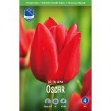 TULIPANI OSCAR