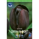 TULIPANI QUEEN OF NIGHT