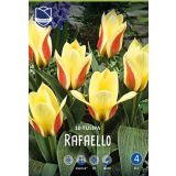 TULIPANI RAFAELLO