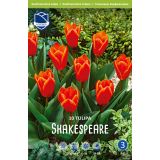 TULIPANI SHAKESPEARE