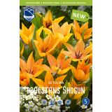 TULIPANI SHOGUN