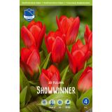 TULIPANI SHOWWINNER