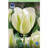 TULIPANI SPRING GREEN