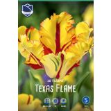 TULIPANI TEXAS FLAME