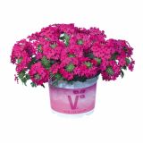 VERBENA VOLMARY PERUVIANA VECTURA L12