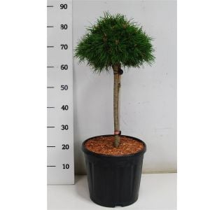 BOR PINUS MUGO BENJAMIN NA DEBLU L23 CM