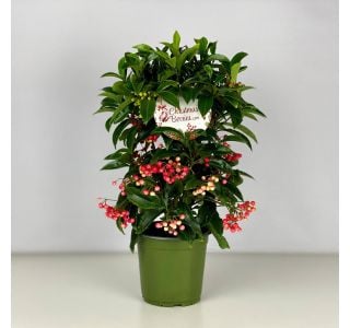 ARDISIA "BOS PREMIUM" L14 CM