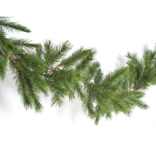 SIBERIAN SPRUCE 2.7MX25 SLIM