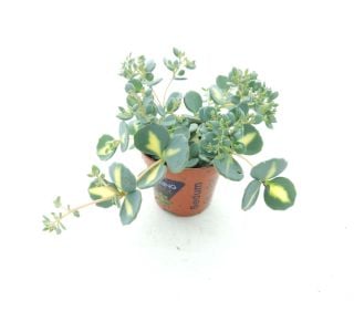 MEDIVARIEGATA L10 CM