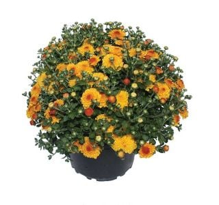 KRIZANTEMA CHRYSANTHEMUM MULTIFLORUM L20