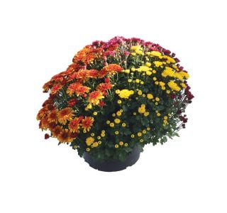 KRIZANTEMA CHRYSANTHEMUM MULTIFLORUM TRIO MIX L25