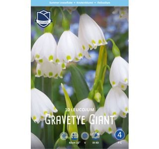 KRONCE GRAVETYE GIANT