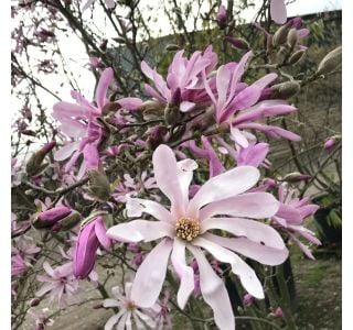 MAGNOLIJA LEONARD MESSEL L3.5 L